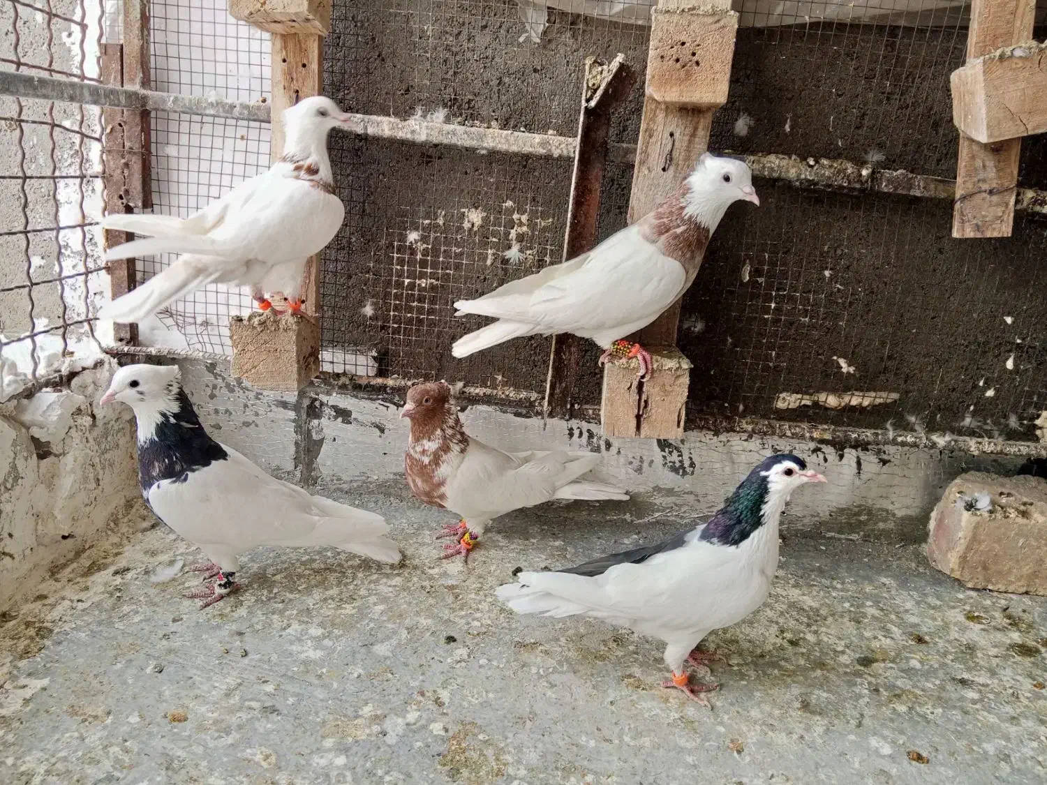 کبوتر|پرنده|بجنورد, |دیوار