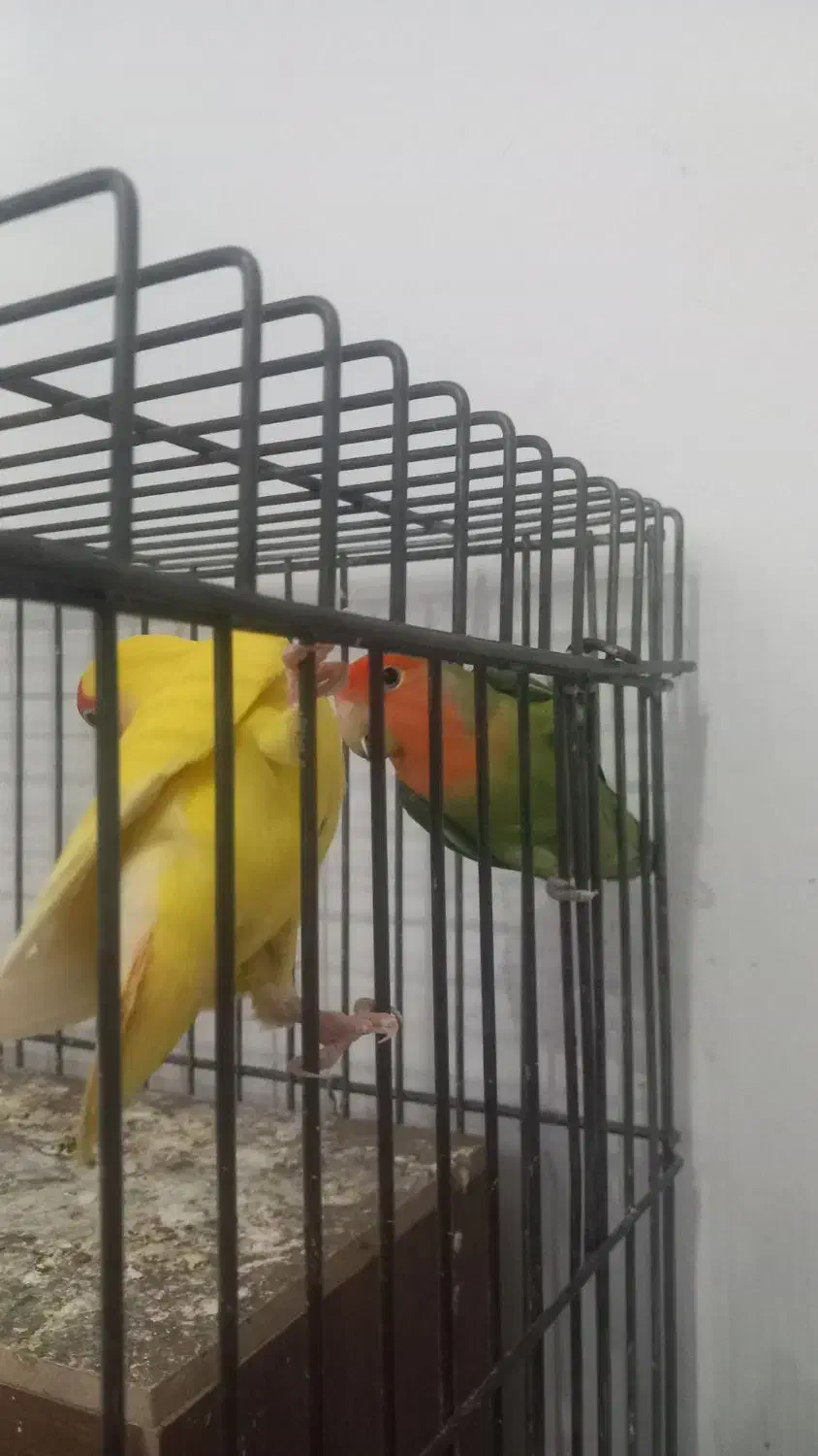 طوطی|پرنده|بومهن, |دیوار