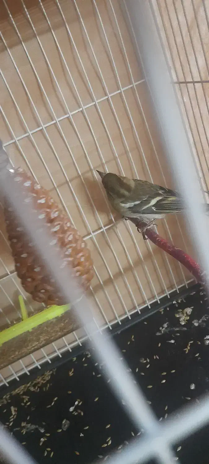 سهر ماده|پرنده|شیروان (خراسان), |دیوار