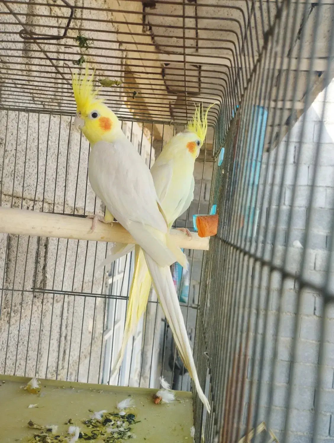 عروس هلندی|پرنده|آبپخش, |دیوار