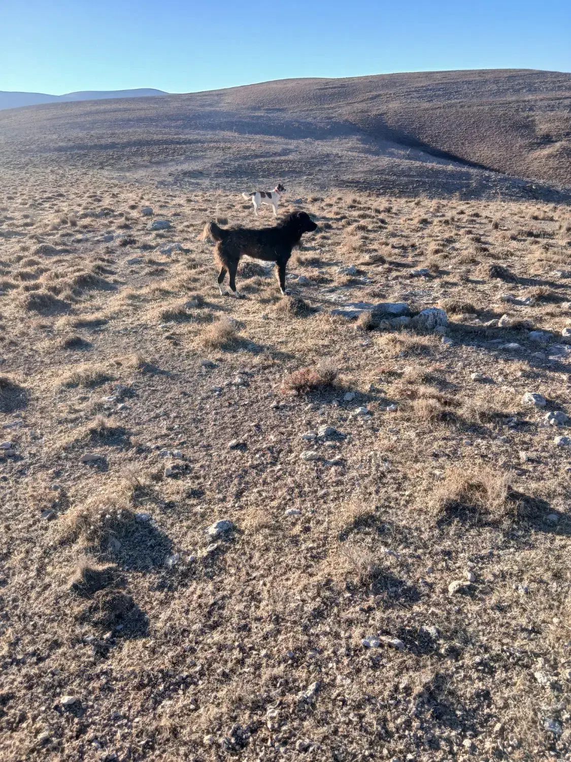 واگذاری سگ قهدرجانی|سگ|پیشخور, |دیوار