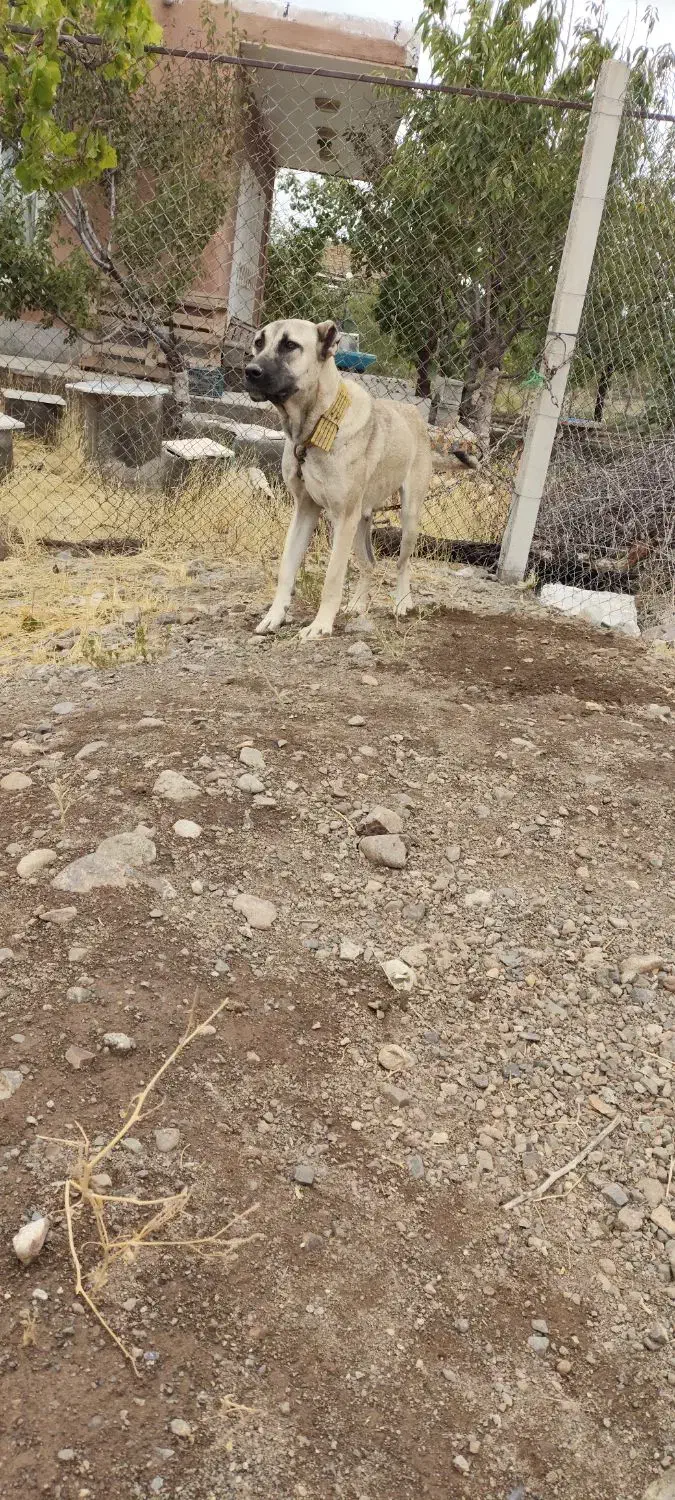 سگ ماده سرابی|سگ|مرند, |دیوار