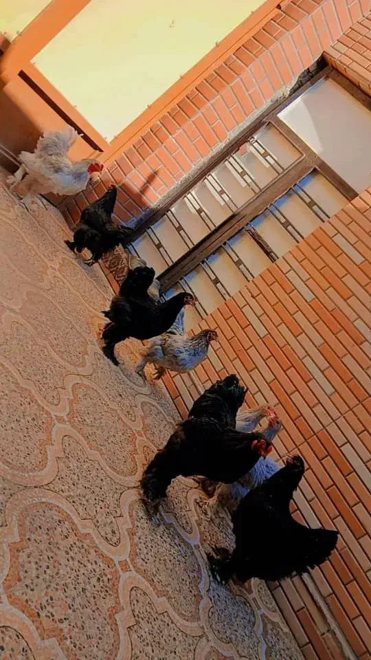 فروش تخم نطفه دار|حیوانات مزرعه|بهبهان, |دیوار