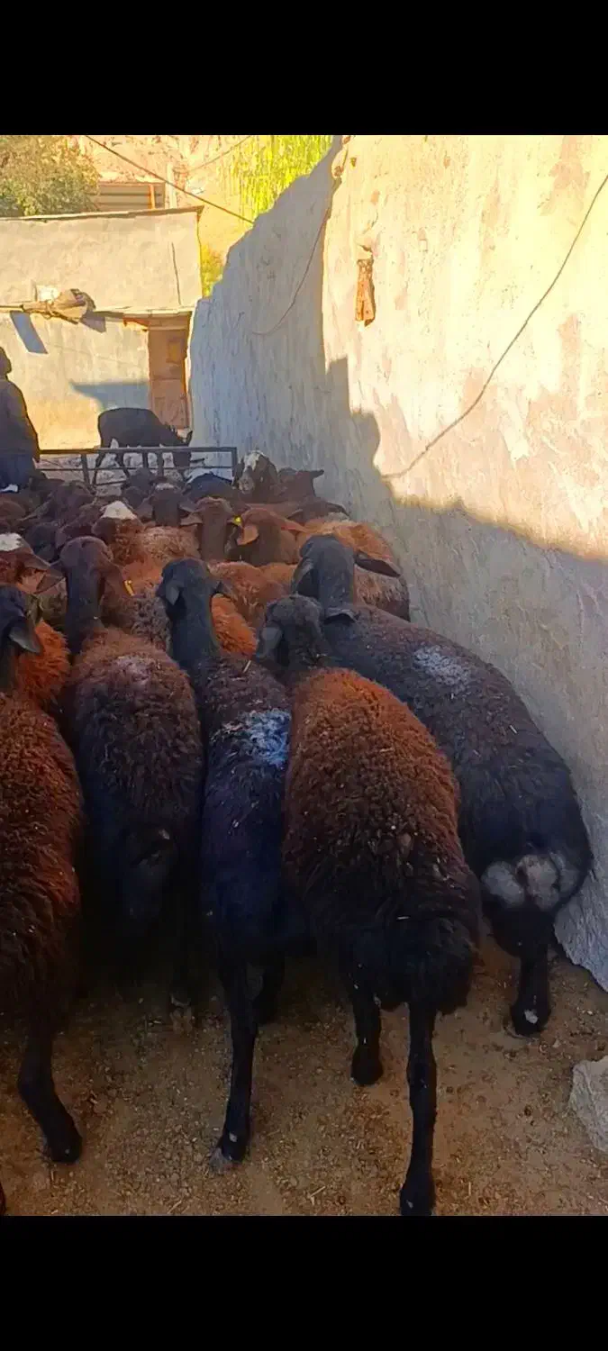 گوسفند ابستن|حیوانات مزرعه|تیکمه داش, |دیوار