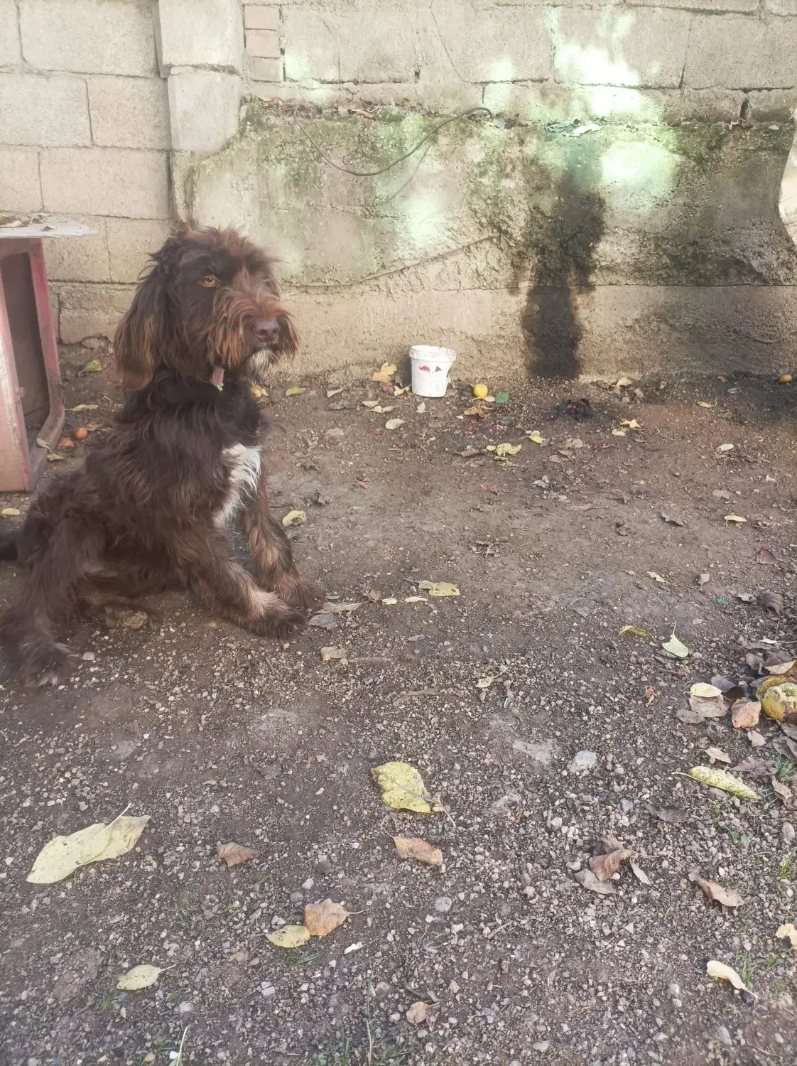 سگ موسیمی دنبلانی|سگ|دوزین, |دیوار