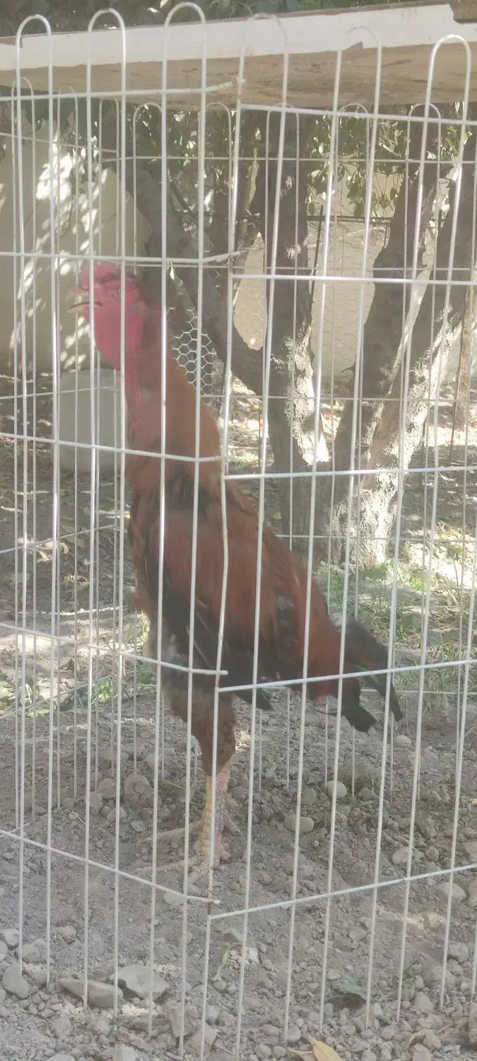 لاری|حیوانات مزرعه|هشتگرد, تهران دشت|دیوار