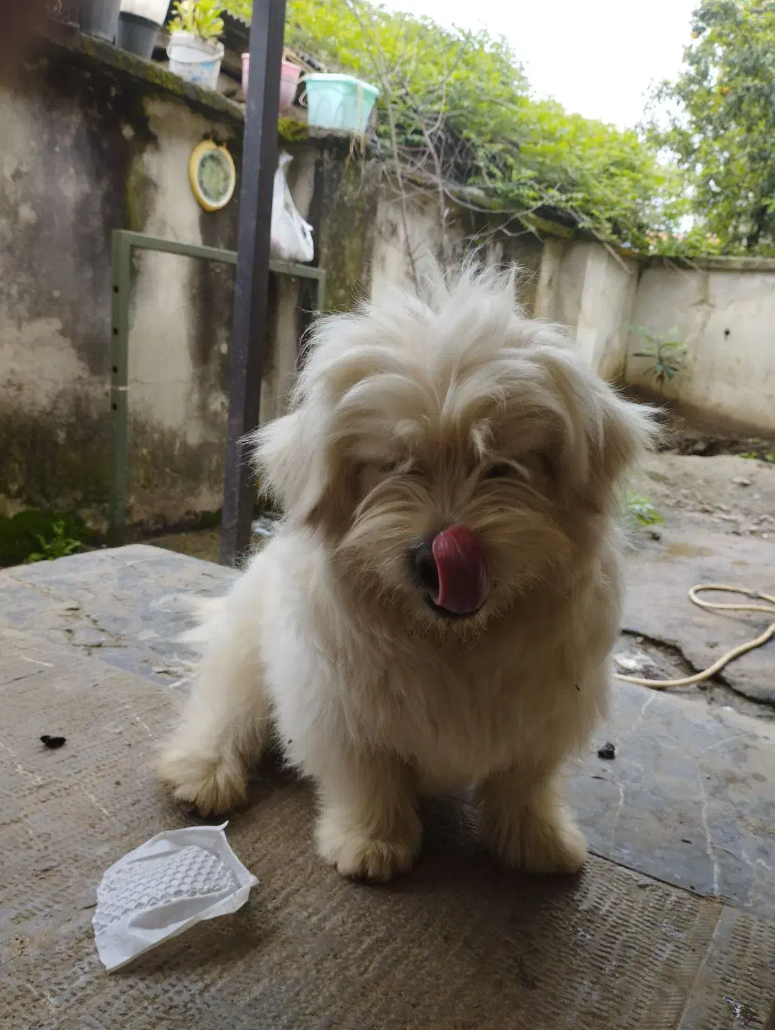 سگ پشمالو تریئر|سگ|لاهیجان, لیل|دیوار