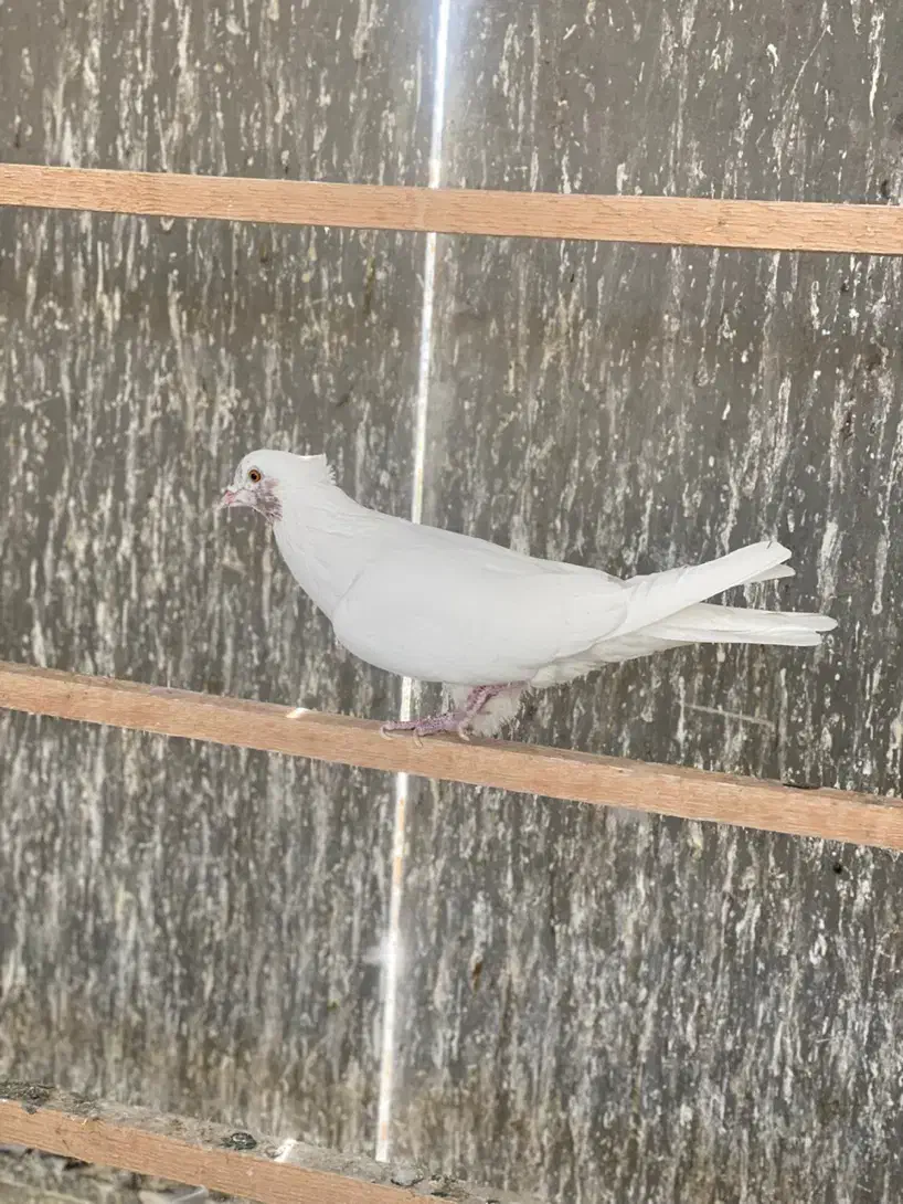 کفتر|پرنده|ورامین, ورامین|دیوار