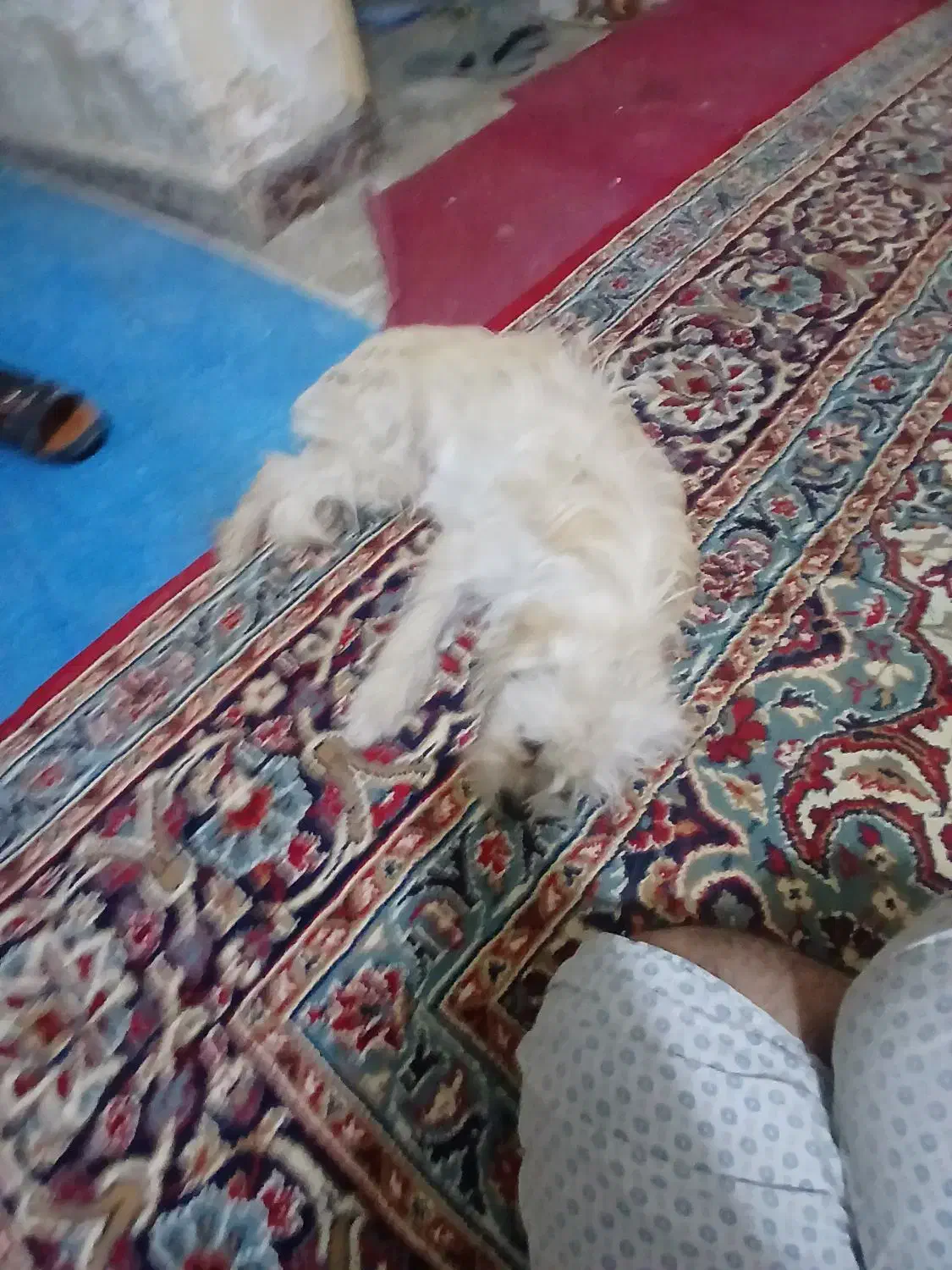 سگ ماده اماده شیتزو نژادروباهی|سگ|خرمشهر, |دیوار