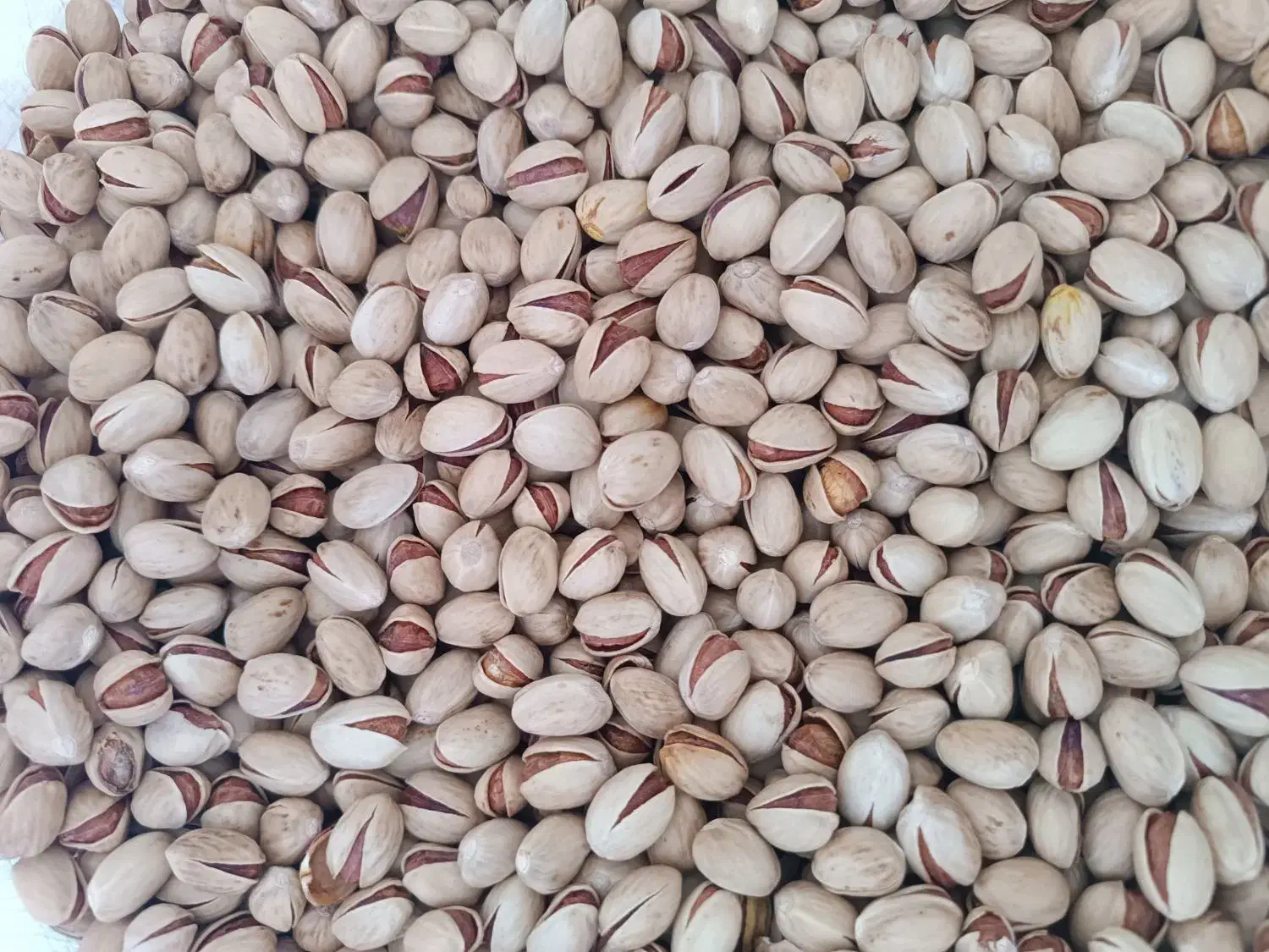 پسته فندقی امسالی|خوردنی و آشامیدنی|مشهد, ولیعصر (شهرک غرب)|دیوار