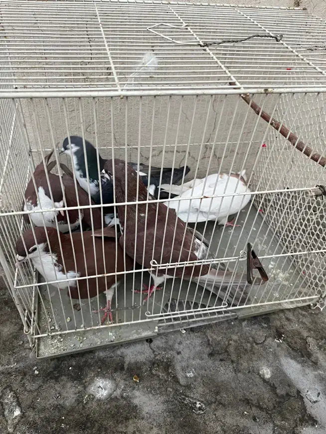 ۶عدد کفتر رنگه|پرنده|مشهد, ادیب نیشابوری (شهرک غرب)|دیوار