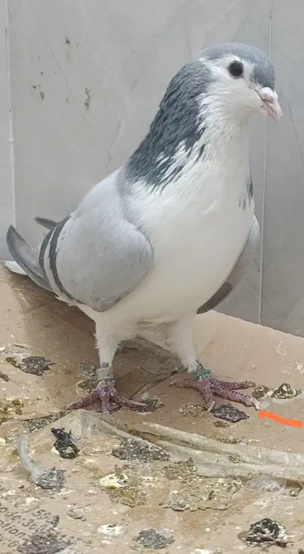 کبوتر شیرازی گمشده|حیوانات|بروجرد, |دیوار