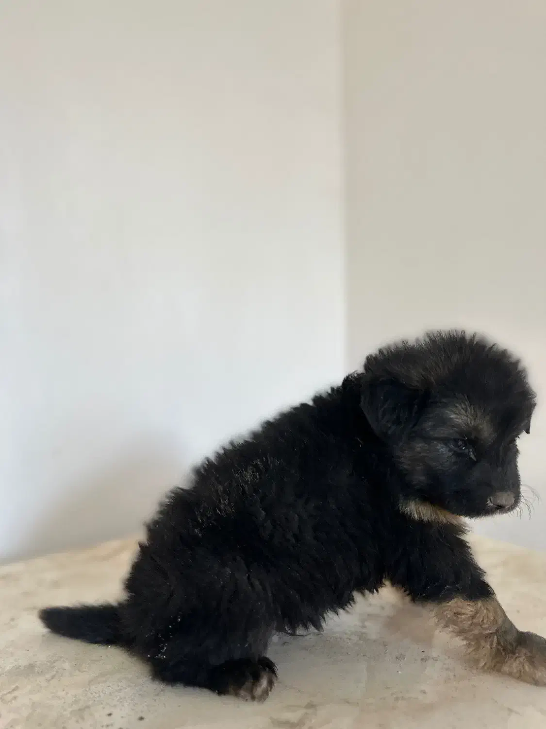 مو بلند ژرمن|سگ|قدس, شهر‌قدس|دیوار