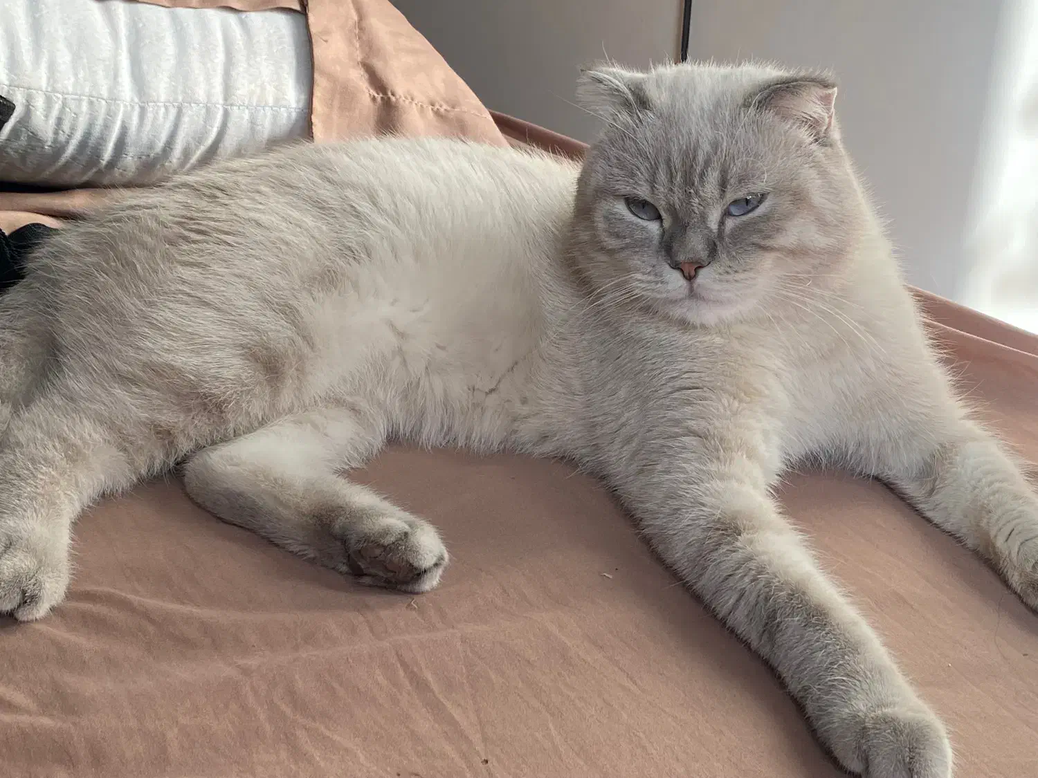 اسکاتیش فولد فوری|گربه|تهران, زاهد گیلانی|دیوار