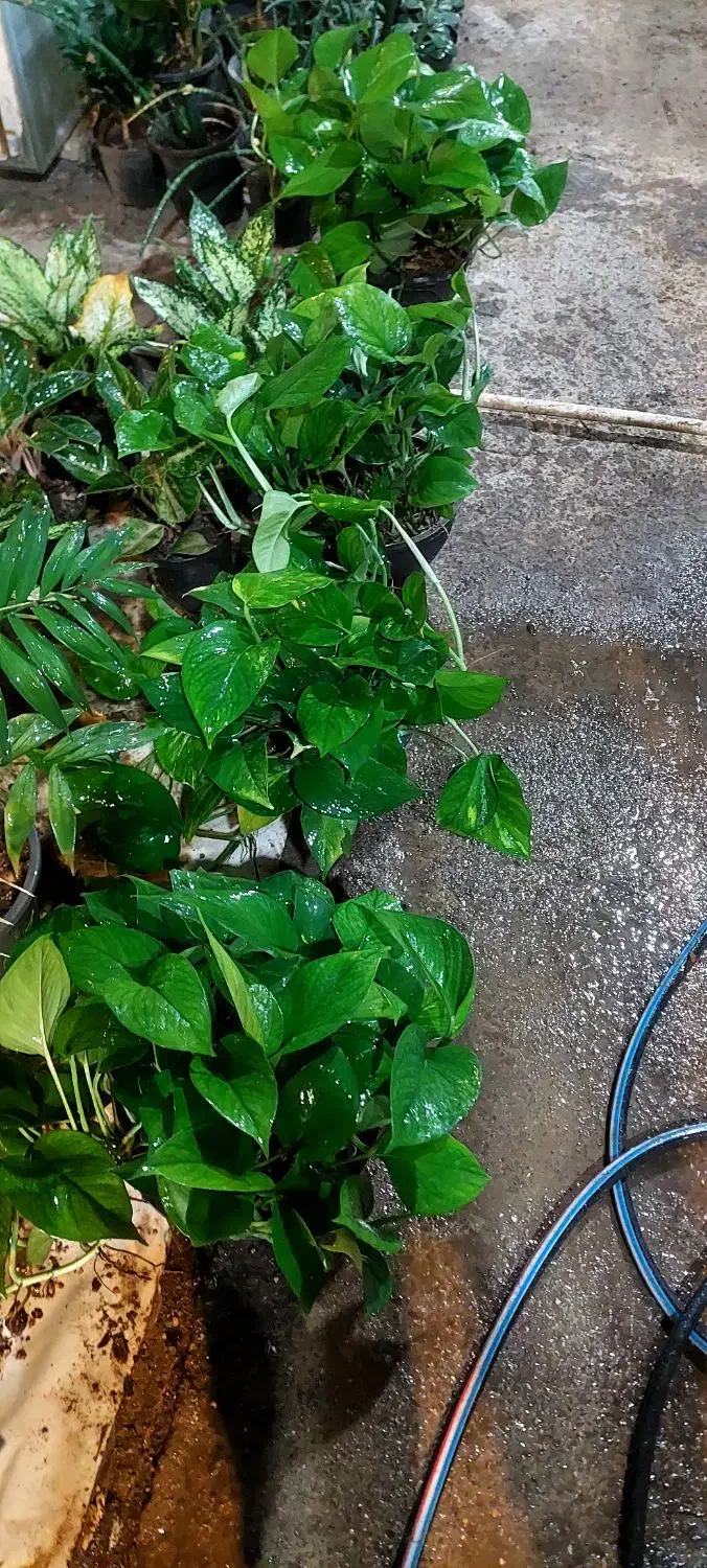 پتوس چماقی ۸۰ و ۱متر|گل و گیاه طبیعی|قم, خداکرم|دیوار