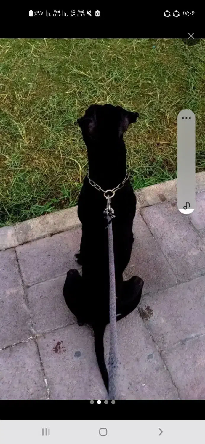 سگ پیتبول آموزش دیده نر ۱۵ ماهه|سگ|امیدیه, |دیوار