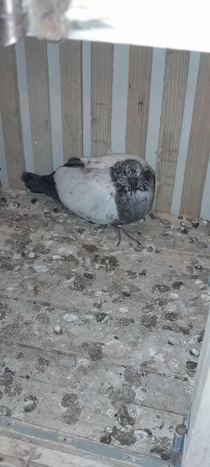 گمشده کبوتر کله دم سبز،دسپری|پرنده|شاهین‌شهر, نبوت|دیوار