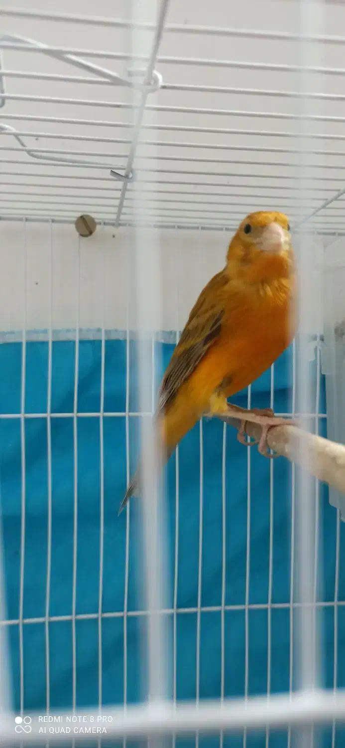 قناری دارچینی شلاقی.فنچ|پرنده|مشهد, انقلاب|دیوار