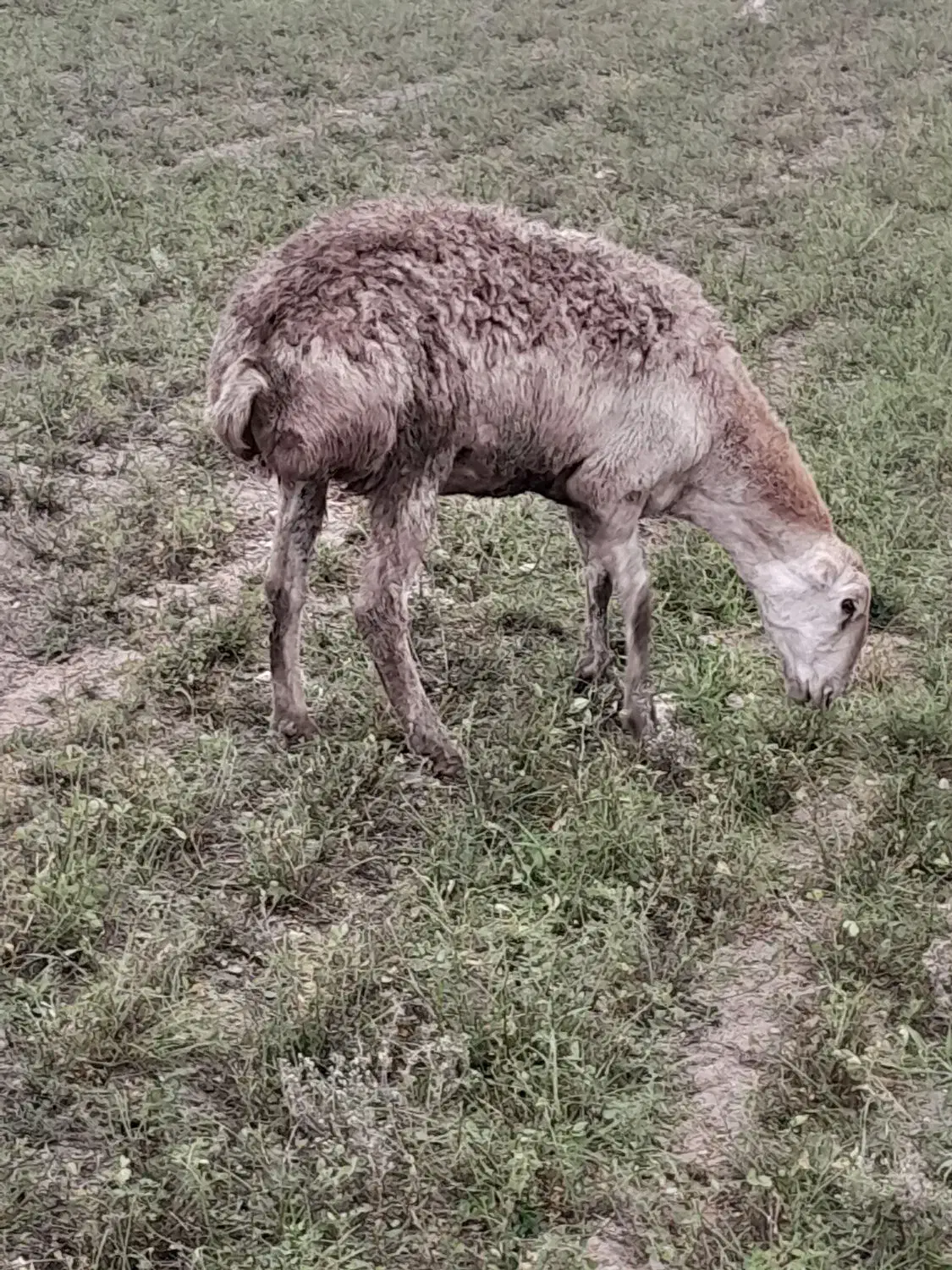 قندوزی معاوضه با گوسفند مغانی|حیوانات مزرعه|قشلاق دشت, |دیوار