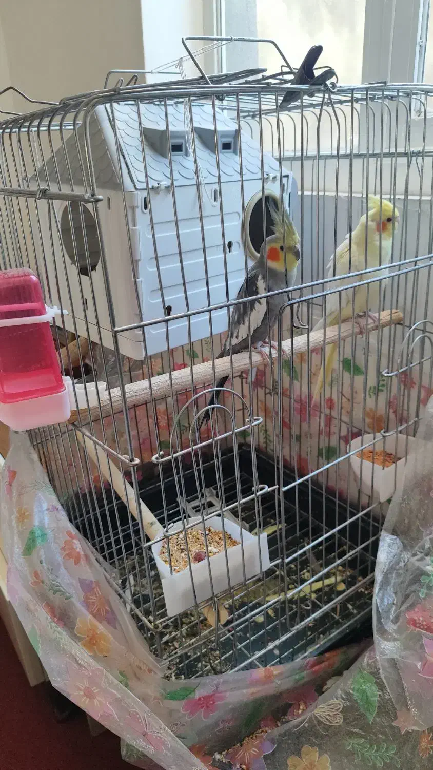 یک جفت عروس هلندی نروماده مولدباتجهیزات|پرنده|بیجار, |دیوار