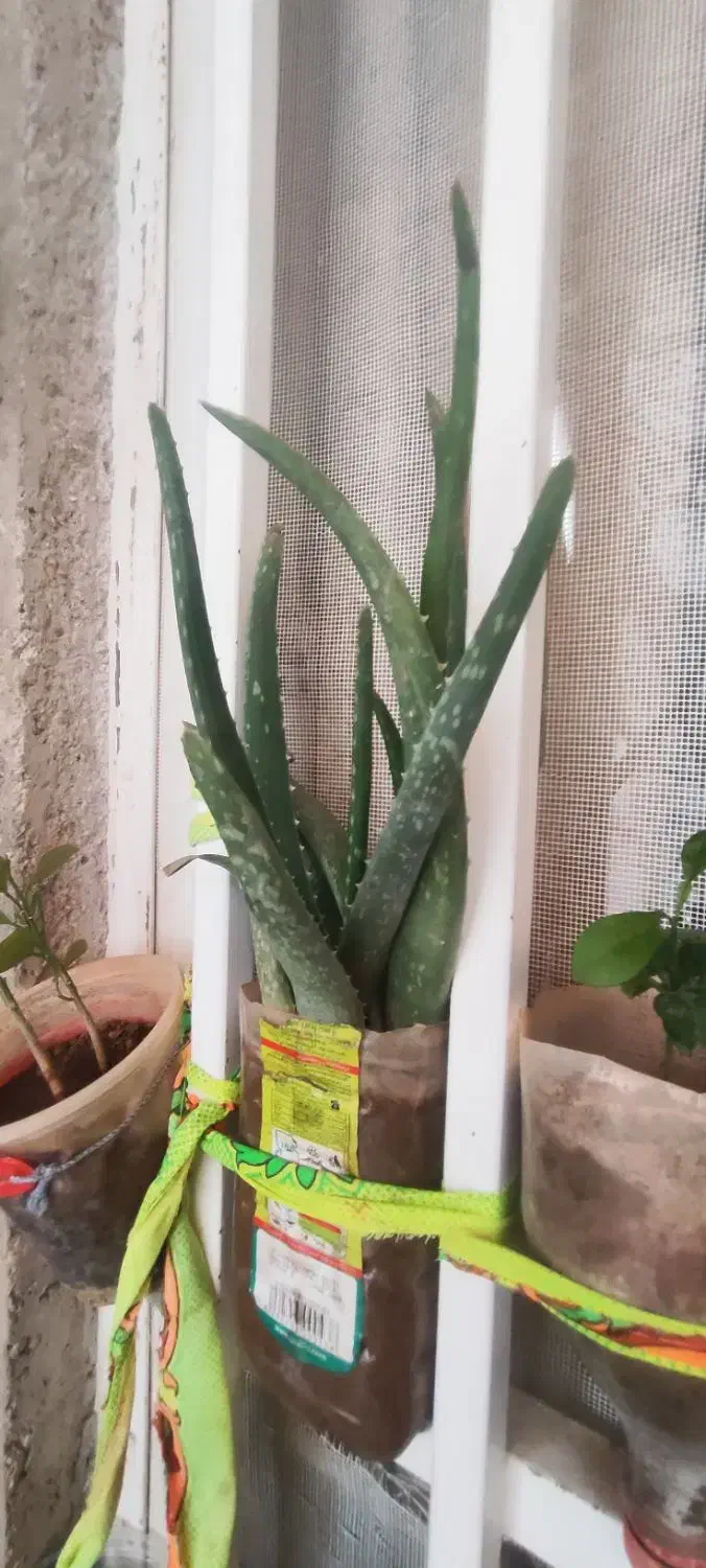 حراجی|حراج|سرپل ذهاب, |دیوار