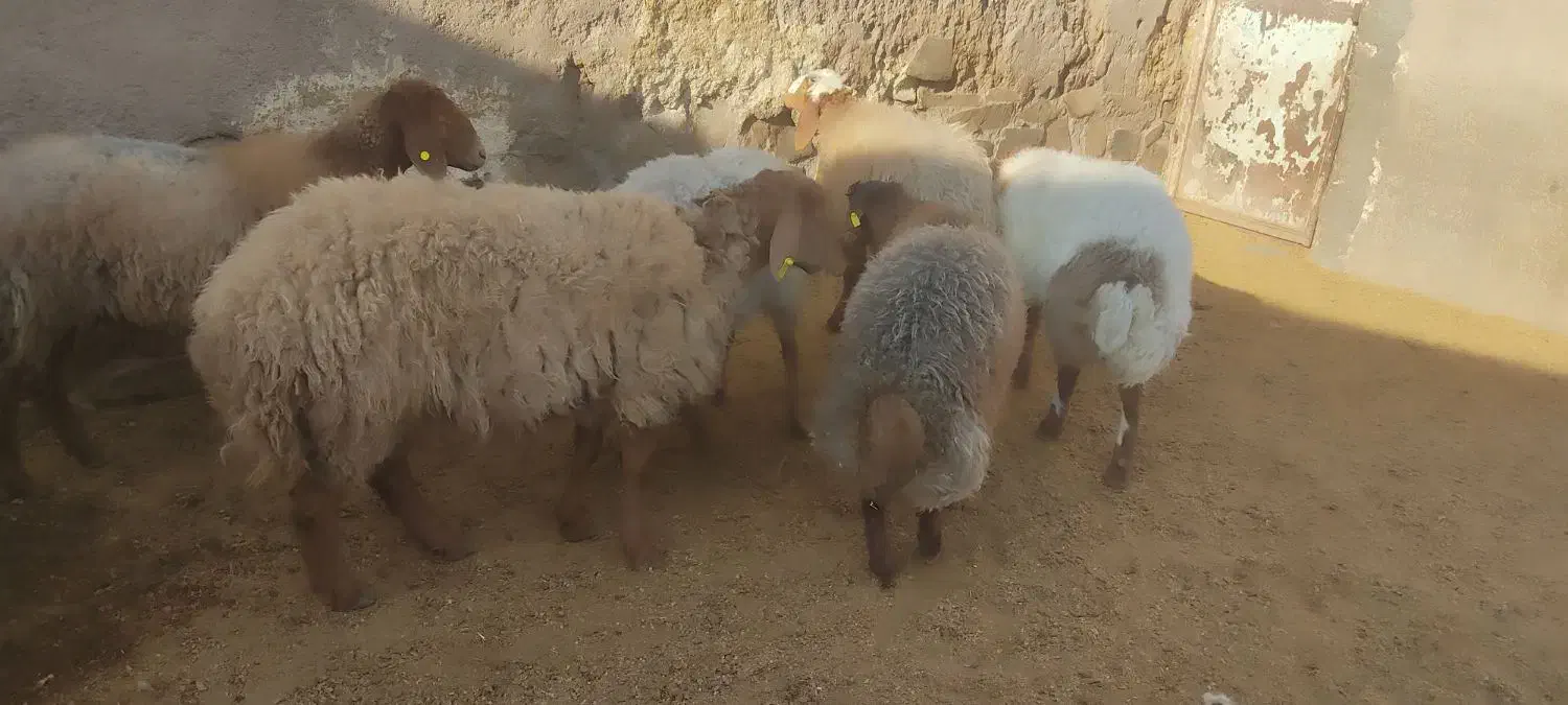 بره ماده بشرط آزمایش|حیوانات مزرعه|کوهسرخ, |دیوار