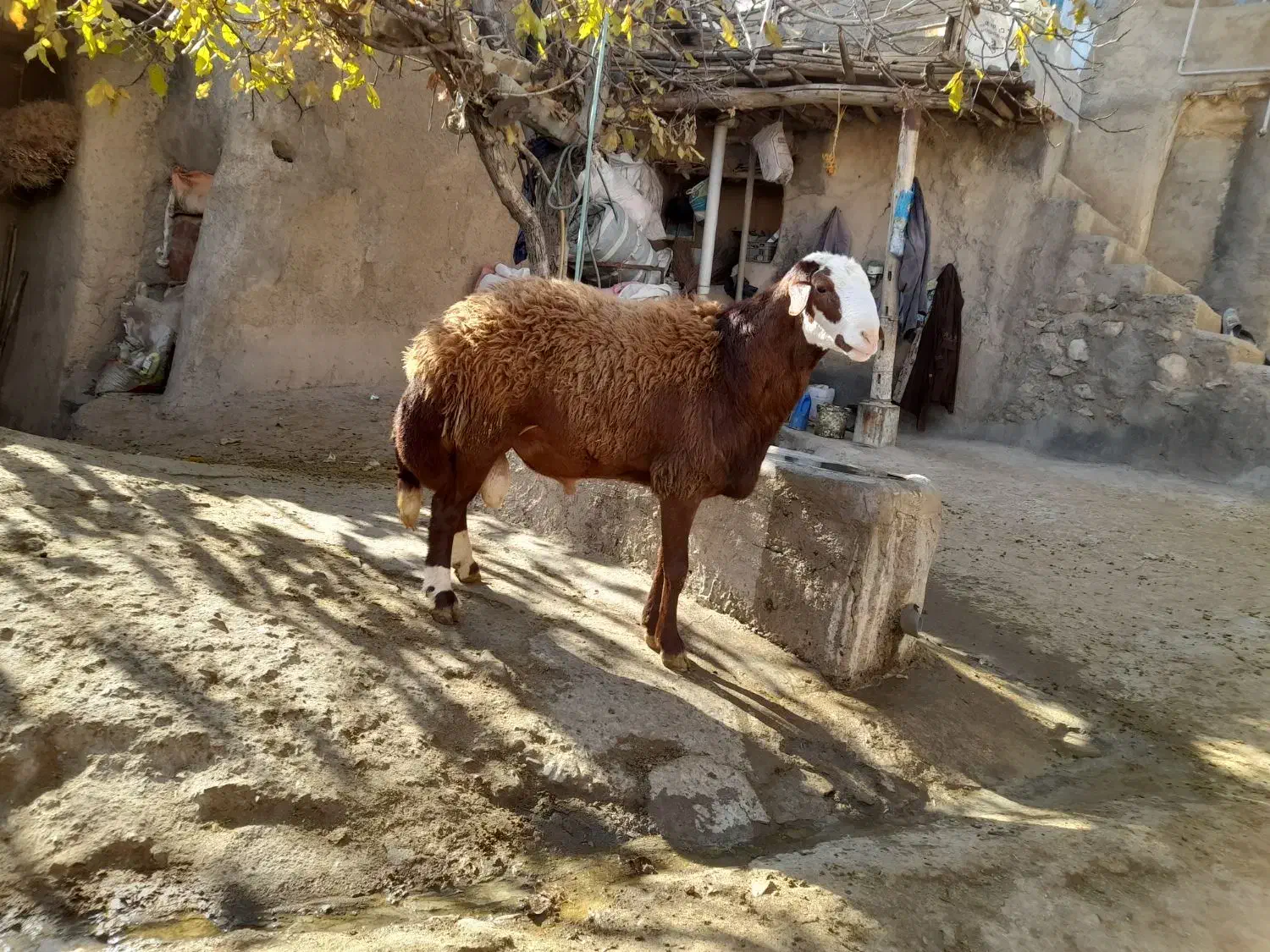 گوسفند مهربان نسل قدیم|حیوانات مزرعه|قلقل رود, |دیوار