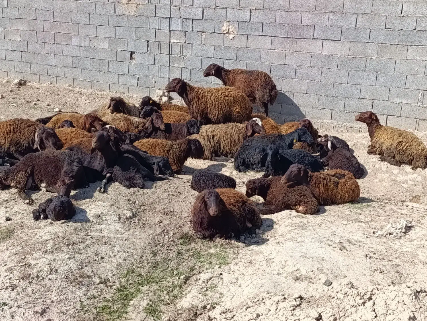 14تا میش|حیوانات مزرعه|فیروزه, |دیوار
