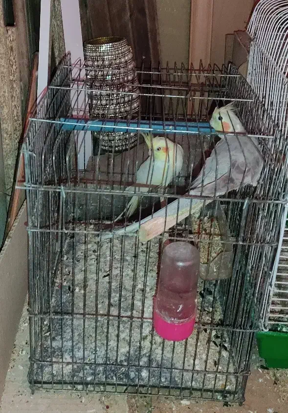 پرنده عروس|پرنده|صومعه‌سرا, |دیوار