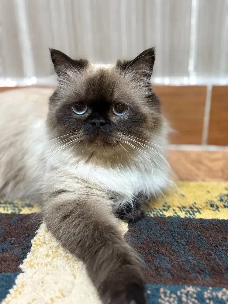 گربه پرشین|گربه|رشت, کوی عرفان|دیوار