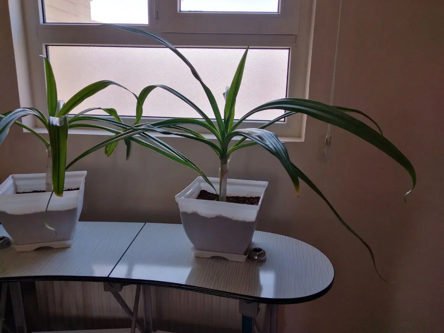 دوعدد گل سوسن شاداب|گل و گیاه طبیعی|یزد, |دیوار