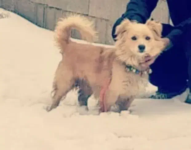 سگ نژادپاکوتا|سگ|اراک, |دیوار