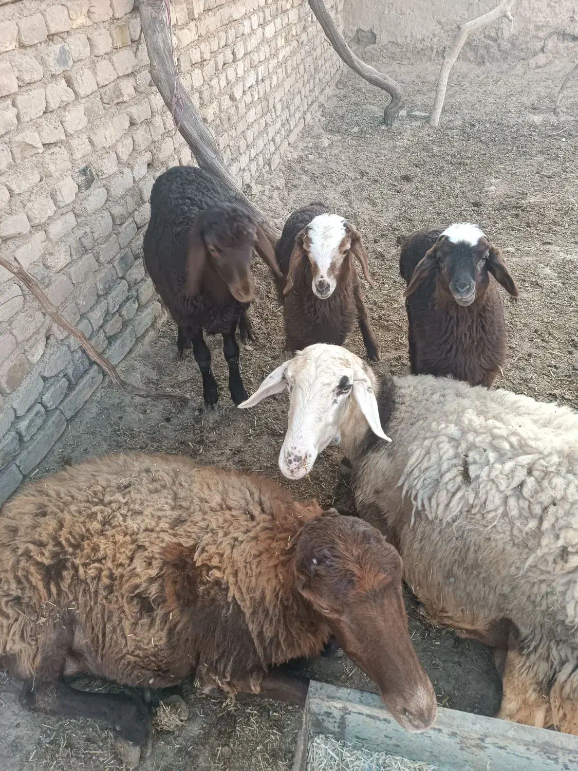 گوسفند|حیوانات مزرعه|هلالی, |دیوار