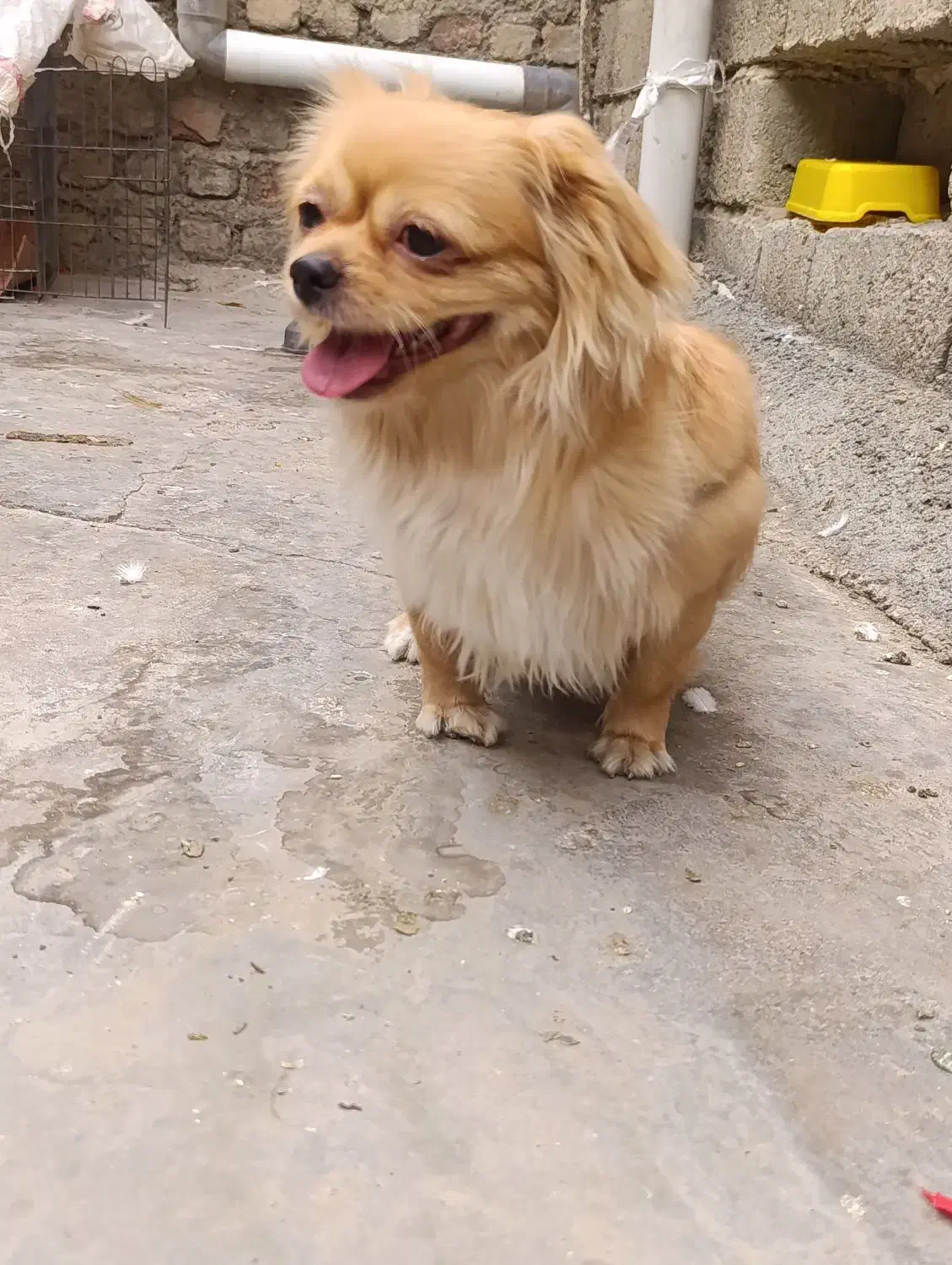 صگ شیتزو|سگ|کرمانشاه, |دیوار