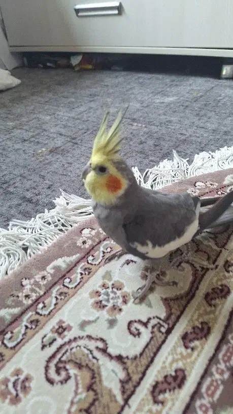 عروس هلندی نر ۲ساله با قفس|پرنده|نور, |دیوار