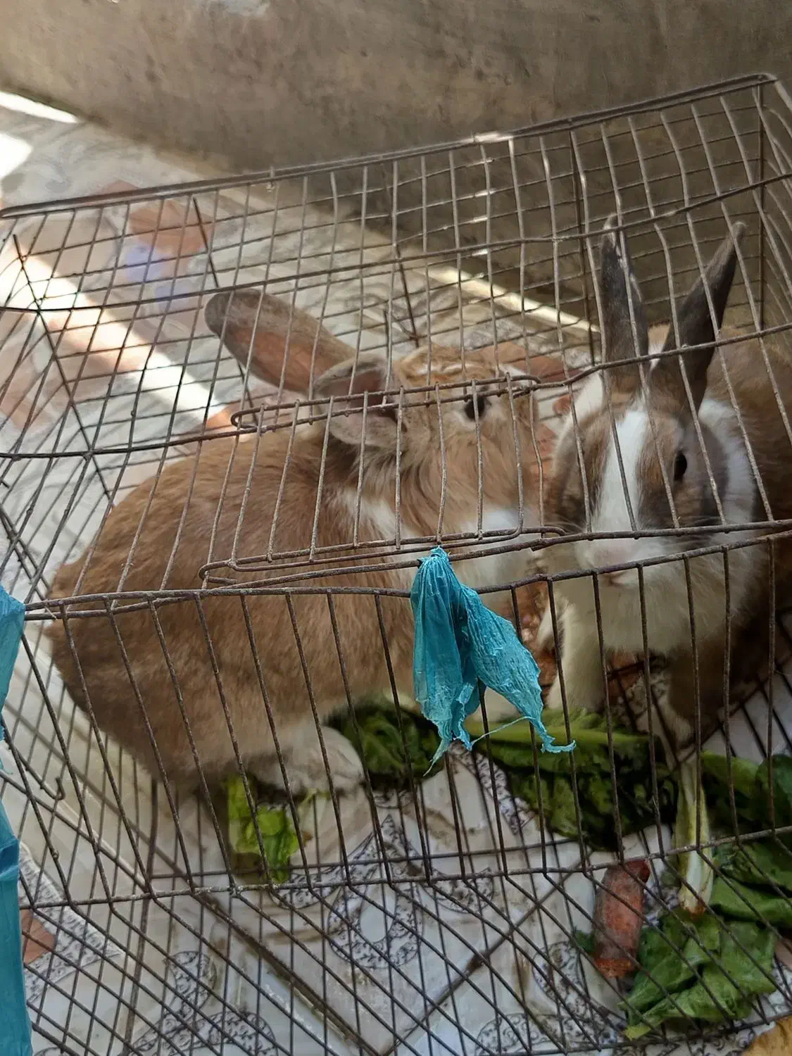 خرگوش|موش و خرگوش|میناب, |دیوار