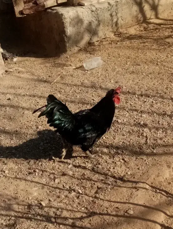 خروس محلی|حیوانات مزرعه|دلیجان, |دیوار