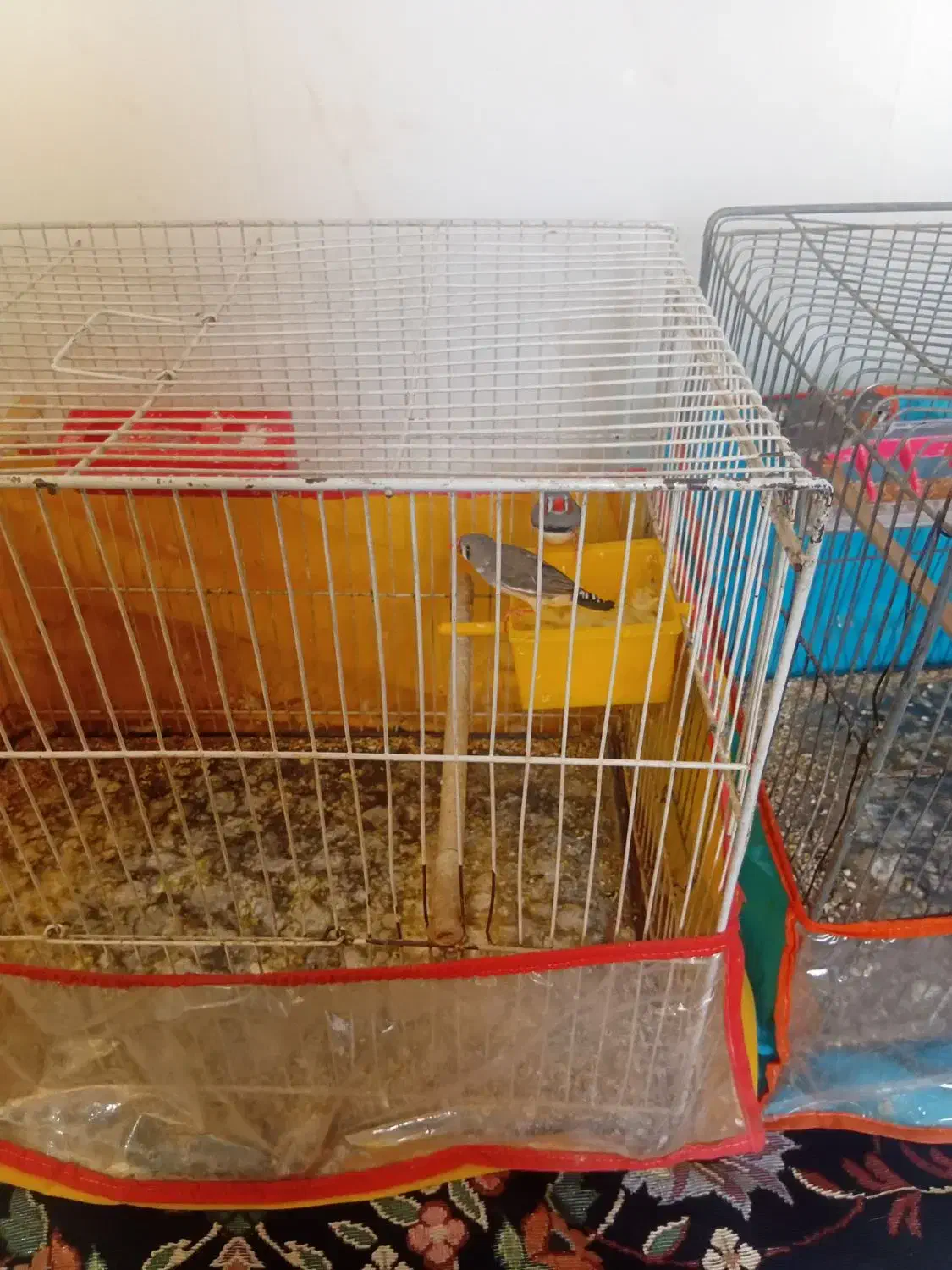 قناری با فنچ|پرنده|سبزوار, کلاته سیفر|دیوار