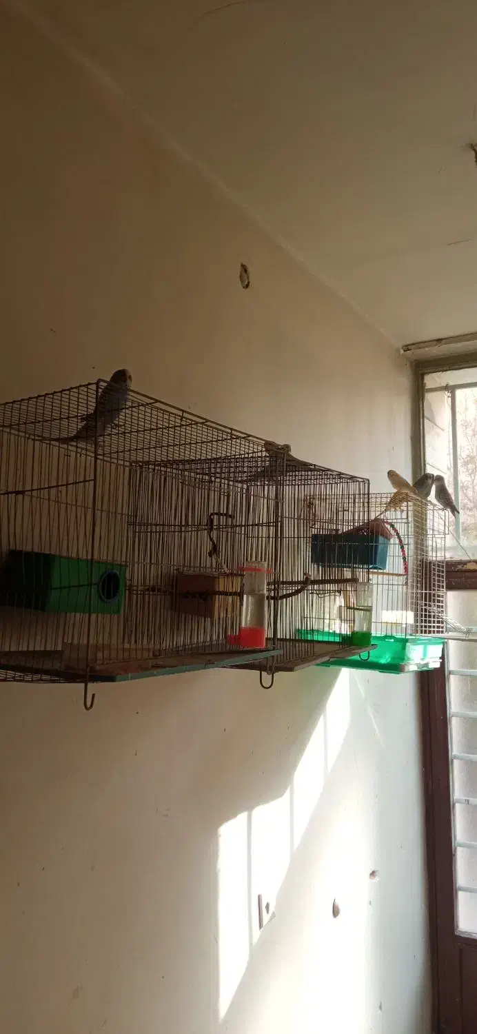 یه جفت مرغ عشق مولد ۵ تا جوجه|پرنده|شاهین‌شهر, حافظ شمالی|دیوار