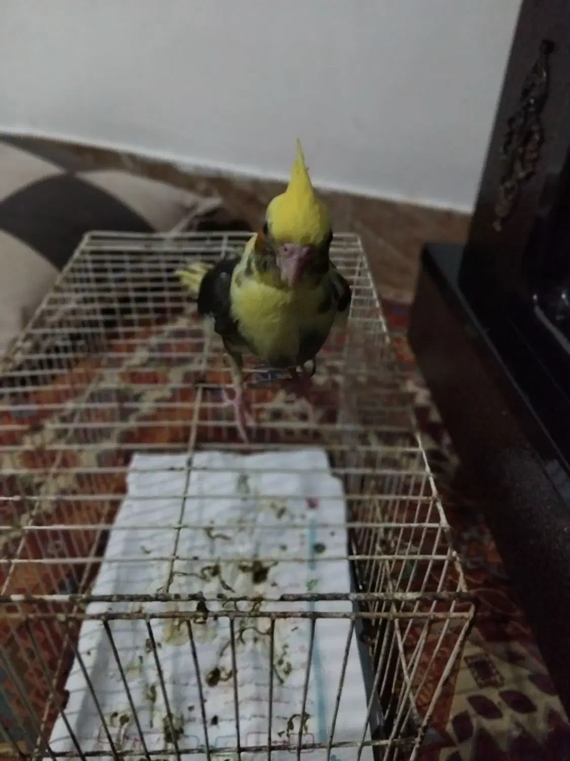 عروس هلندی نر|پرنده|شیروان (خراسان), |دیوار