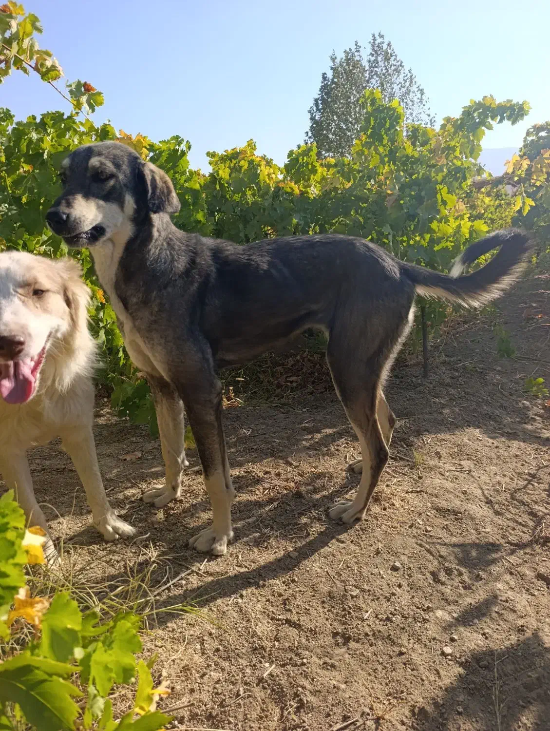 پژدر|سگ|دینور, |دیوار