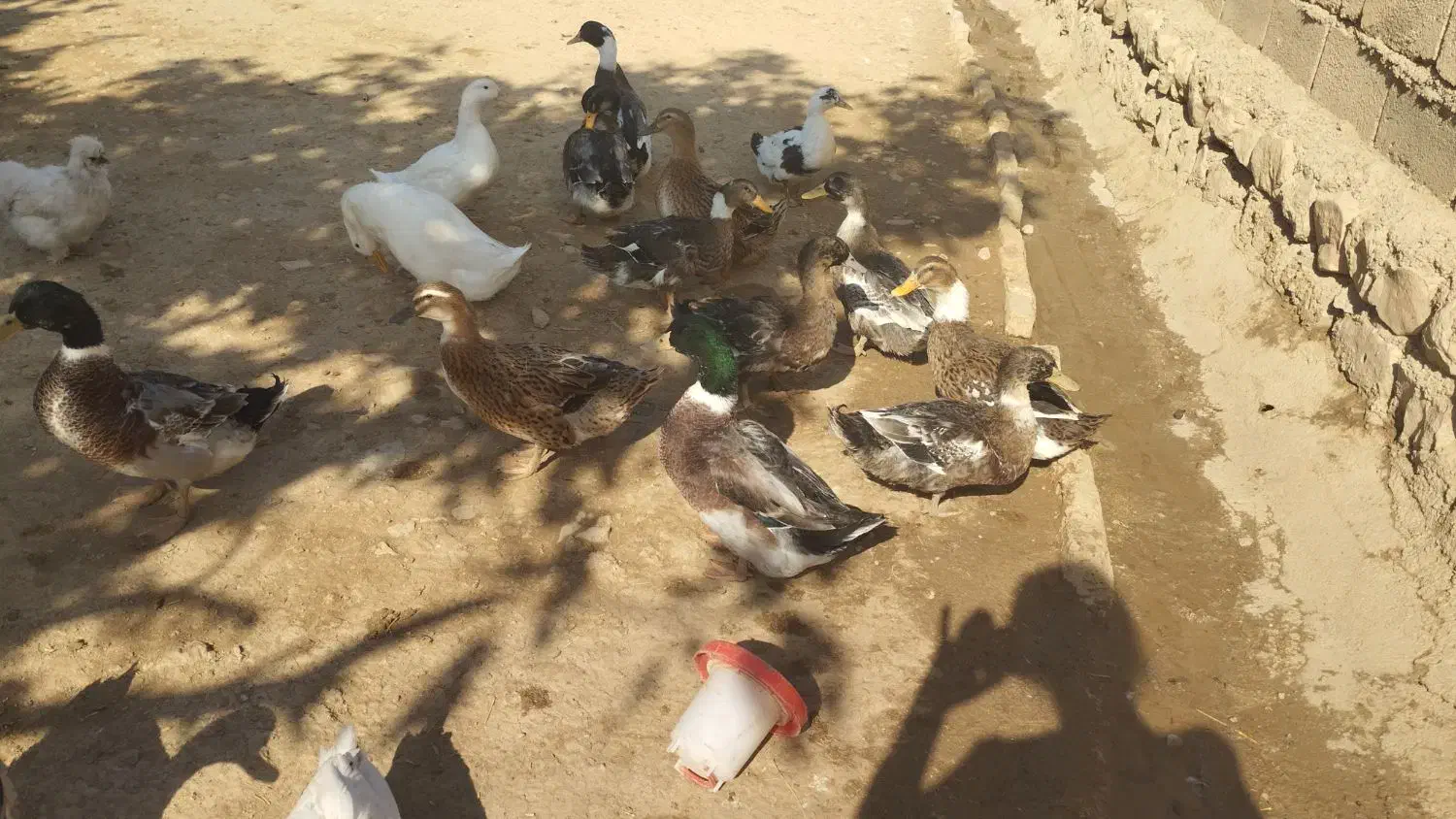 سلام غاز دورگه اردک یه عدد 400 خروس دورگه سرحال|حیوانات مزرعه|چگنی, |دیوار