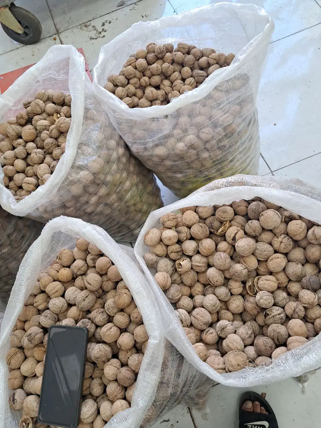 گردو|عمده‌فروشی|رشت, پیرکلاچای|دیوار