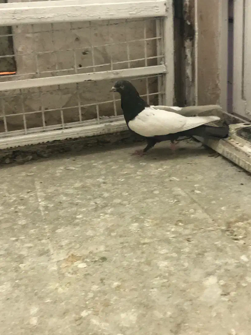 کفتر پرش صید|پرنده|مشهد, عبادی|دیوار