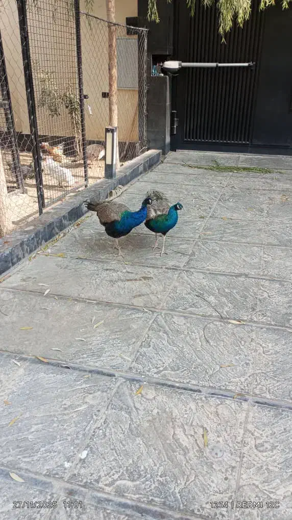 طاووس نر هندی ۱۸ ماهه|پرنده|رودهن, |دیوار