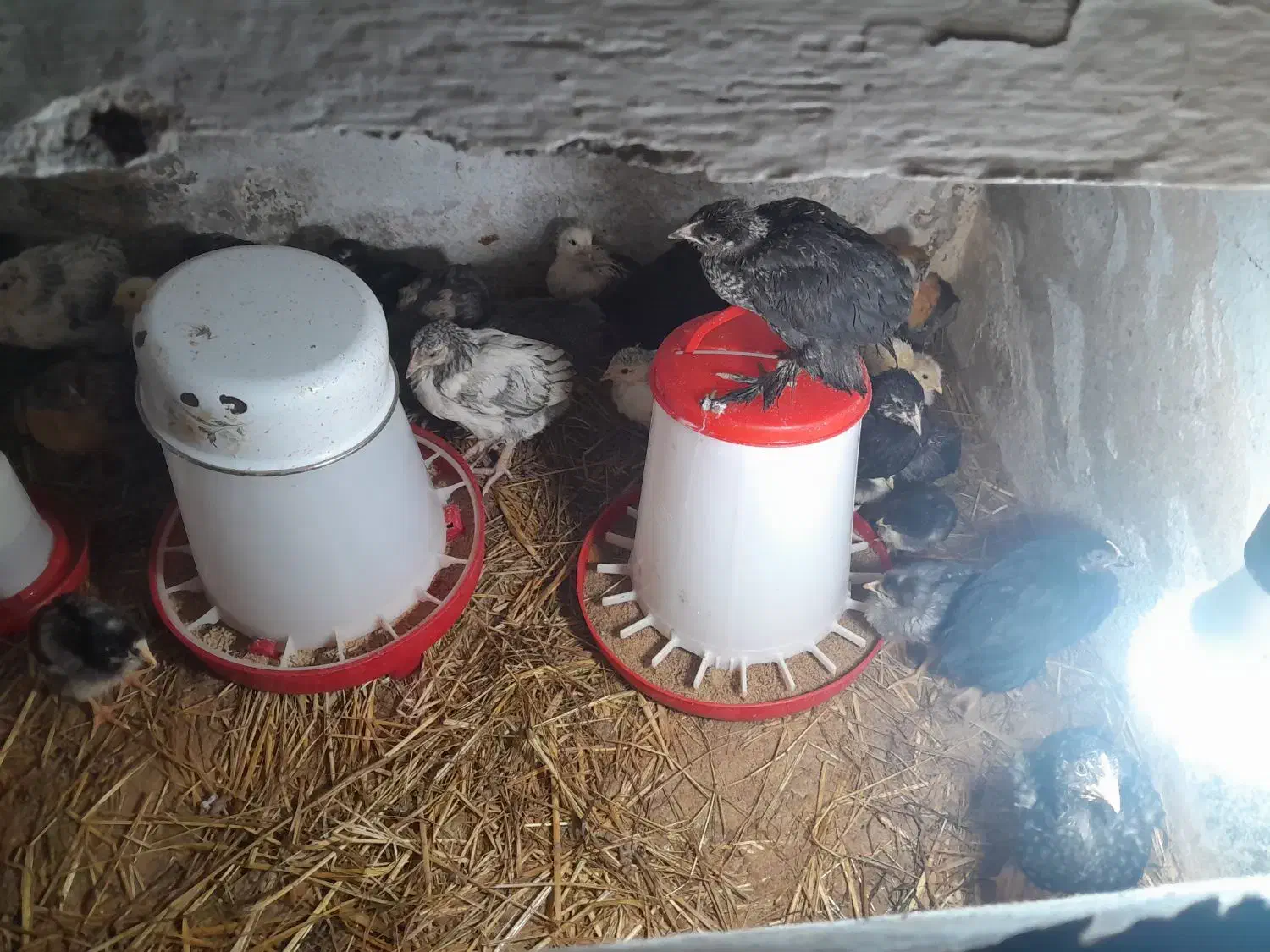 جوجه برهما|حیوانات مزرعه|رشت, جانبازان|دیوار