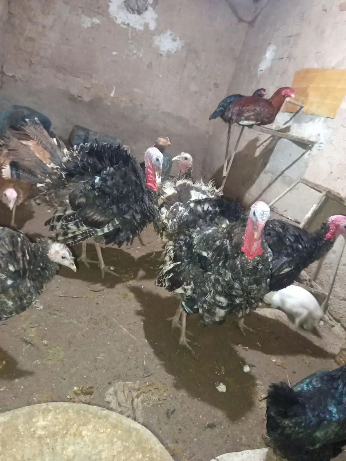 بوقلمون‌جوان|حیوانات مزرعه|بوئین زهرا, |دیوار