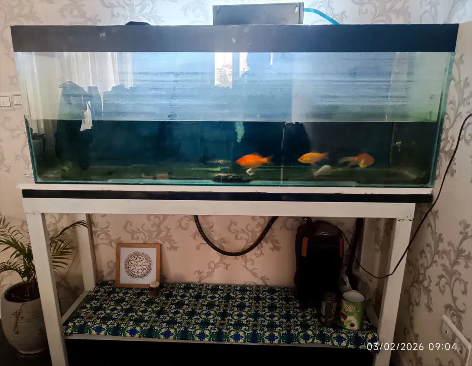 آکواریوم بزرگ|ماهی|قم, سالاریه|دیوار