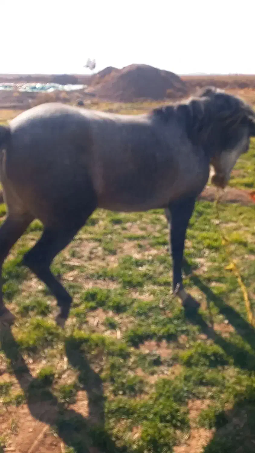 اسب|اسب و تجهیزات اسب‌سواری|رامند, |دیوار