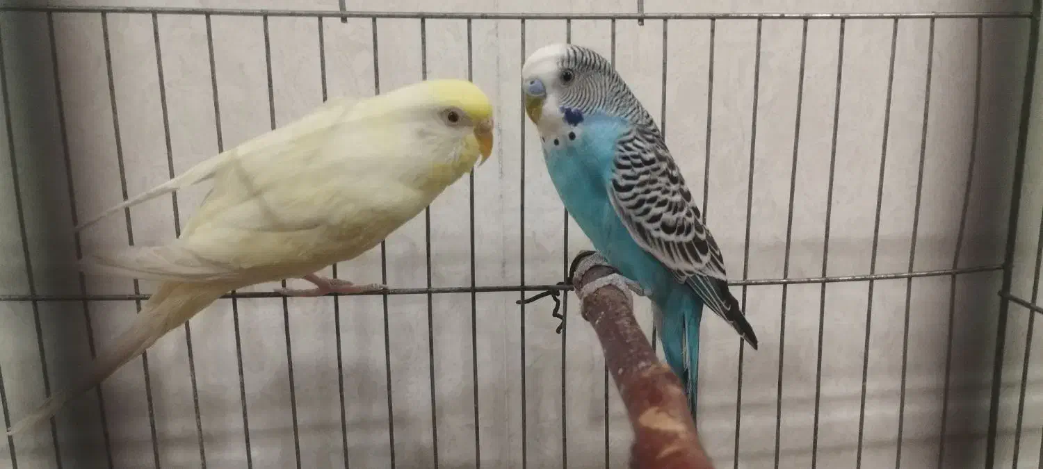 مرغ عشق با قفس|پرنده|ماهنشان, |دیوار